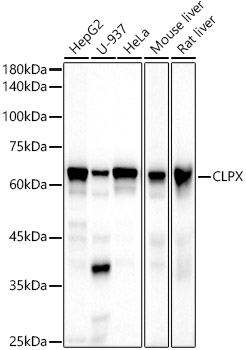 CLPX Rabbit mAb
