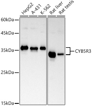 CYB5R3 Rabbit mAb
