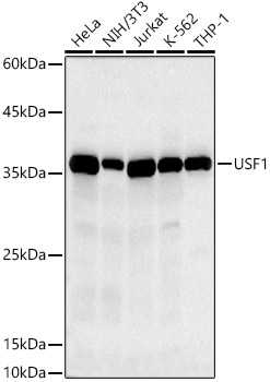 USF1 Rabbit mAb