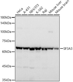 SF3A3 Rabbit mAb