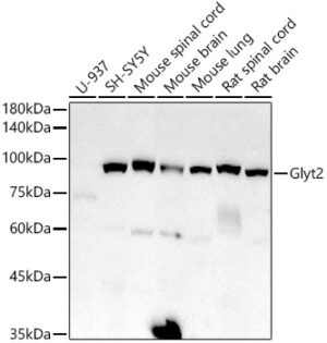 Glyt2 Rabbit mAb