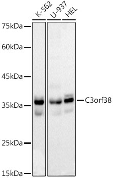 C3orf38 Rabbit mAb