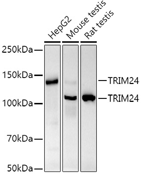 TRIM24 Rabbit mAb