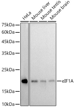 eIF1A Rabbit mAb