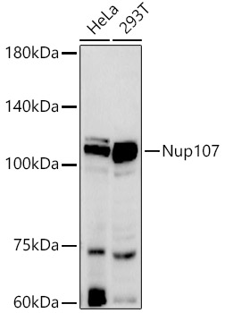 Nup107 Rabbit mAb