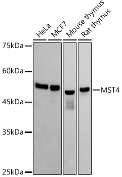 MST4 Rabbit mAb
