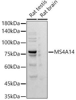 MS4A14 Rabbit mAb