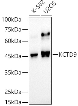 KCTD9 Rabbit mAb