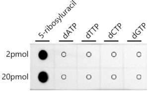 Pseudouridine / 5-ribosyluracil Rabbit mAb