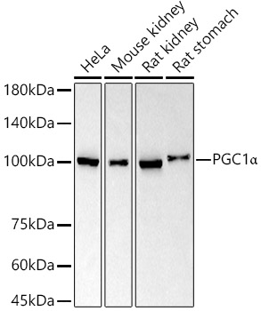 PGC1α Rabbit mAb