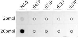 Coenzyme NAD Rabbit pAb