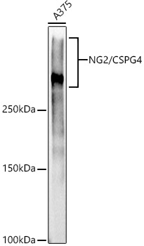 NG2/CSPG4 Rabbit mAb