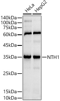 NTH1 Rabbit mAb