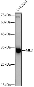 MLD Rabbit mAb