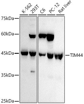 TIM44 Rabbit mAb