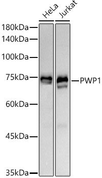 PWP1 Rabbit mAb