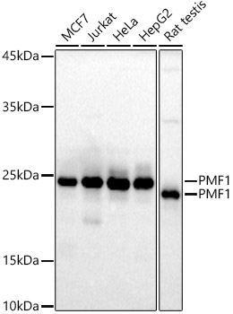 PMF1 Rabbit mAb