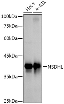 NSDHL Rabbit mAb
