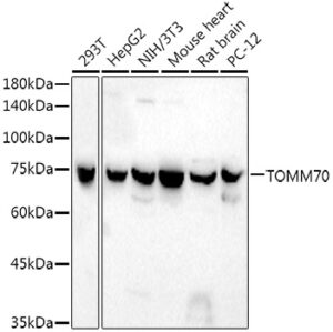 TOM70 Rabbit mAb