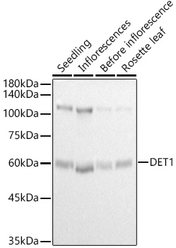 DET1 Rabbit pAb