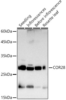 COR28 Rabbit pAb