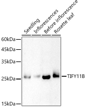 TIFY11B Rabbit pAb