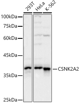 CSNK2A2 Rabbit pAb