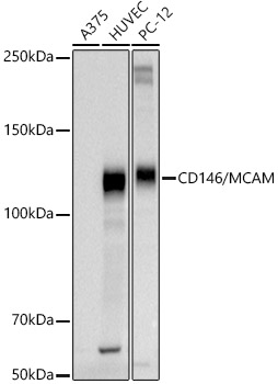 CD146/MCAM Rabbit pAb
