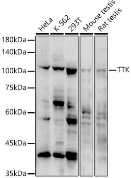 TTK Rabbit pAb