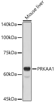 AMPKα1 Rabbit pAb