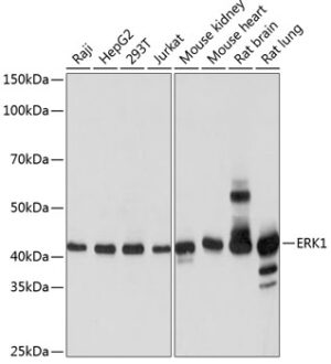 ERK1 Rabbit mAb