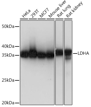 LDHA Rabbit mAb