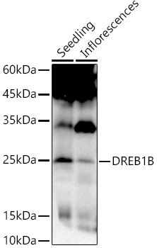 DREB1B Rabbit pAb