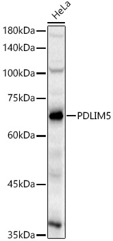 PDLIM5 Rabbit pAb
