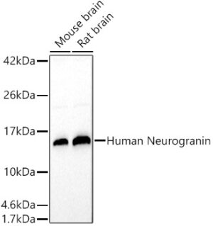 Human Neurogranin Rabbit pAb