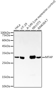MTAP Rabbit mAb