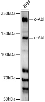 c-Abl Rabbit mAb
