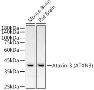 Ataxin-3 (ATXN3) Rabbit mAb