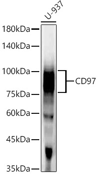 CD97 Rabbit mAb