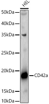 CD42a Rabbit pAb