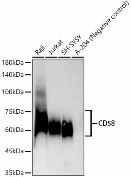 CD58 Rabbit mAb