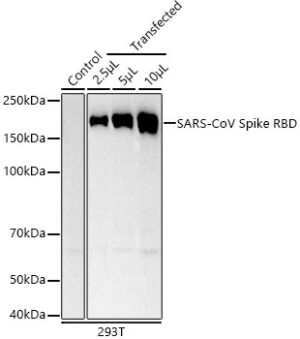 SARS-CoV Spike RBD Rabbit mAb