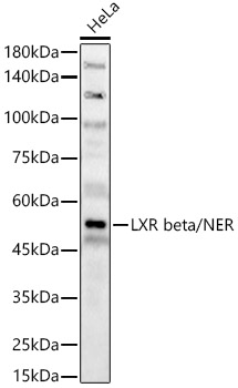 LXR beta/NER Rabbit pAb