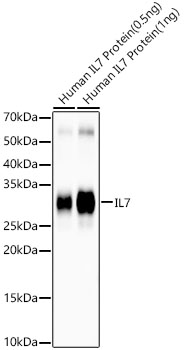 IL7 Rabbit mAb