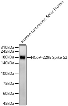 HCoV-229E Spike S2 Rabbit mAb