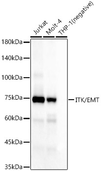 ITK/EMT Rabbit mAb