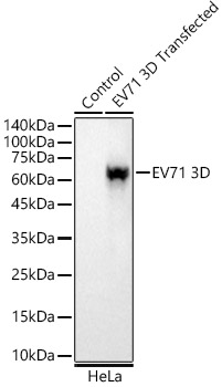 EV71 3D Rabbit mAb