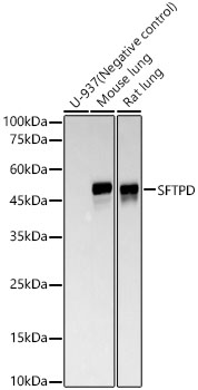 SFTPD Rabbit mAb