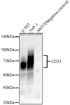 CD33 Rabbit mAb