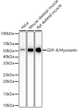 GDF-8/Myostatin Rabbit mAb